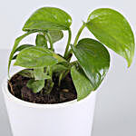Money Plant With Will You Be My Love Pot