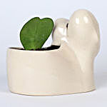 Hoya Plant in Couple Pot