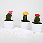 Set of 3 Moon Cactus Plants in White Pots