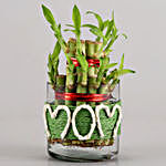 2 Layer Lucky Bamboo For Mom