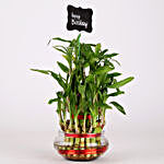3 Layer Bamboo Plant For Happy Birthday