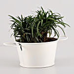 China Grass Plant In Off White Metal Pot