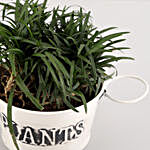 China Grass Plant In Off White Metal Pot