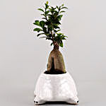 Ficus Microcarpa in Tortoise Pot With Oil Diffuser