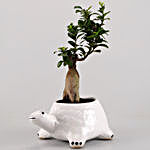 Ficus Microcarpa in Tortoise Pot With Oil Diffuser