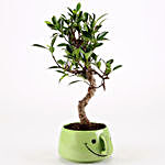 Ficus S Shaped Plant in Green Smiley Pot