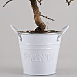Ficus S Shaped Plant In White Metal Pot