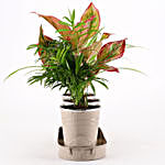Three Air Purifying Plants in Beige Metal Pots