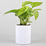 Money Plant In Printed Pot For Mom