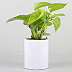 Money Plant In Printed Pot For Mom