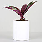 Roheo Plant In Best Mother Printed Pot