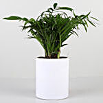 Chamaedorea Plant In Personalised Mom Pot