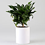 Dracaena Plant In Printed Pot For Mom