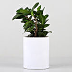 Ficus Compacta In Personalised Awesome Maa Pot
