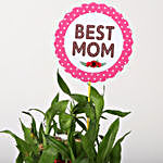 3 Layer Lucky Bamboo Plant With Best Mom Tag