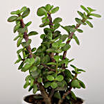 Lively Jade Plant For Mother's Day