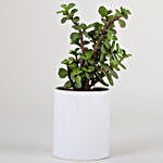 Lively Jade Plant For Mother's Day