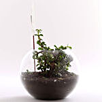 Jade Plant Terrarium For Mom