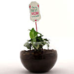 Syngonium Plant Terrarium For Best Mom