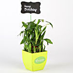 Two Layer Bamboo Plant In Green Pot With Happy Birthday Tag