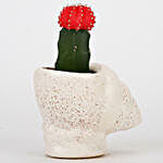 Pink Moon Cactus In Shell Shaped Ceramic Pot