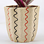 Roheo Plant In Artistic Ceramic Plant