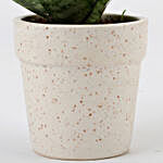 Snakeskin Sansevieria In White Ceramic Pot