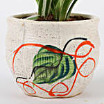 Spider Plant In Beautiful Ceramic Pot