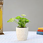 Syngonium Plant In Ceramic Pot