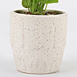 Syngonium Plant In Ceramic Pot