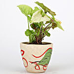 Syngonium Plant In Designer Ceramic Pot