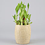 2 Layer Bamboo In Coffee Coloured Ceramic Pot