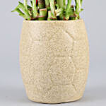 2 Layer Bamboo In Coffee Coloured Ceramic Pot