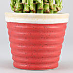 3 Layer Lucky Bamboo In Red Ceramic Pot