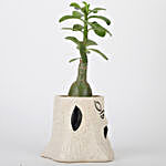 Adenium Desert Rose In Tree Shaped Ceramic Pot