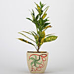 Baby Croton Plant In Printed Ceramic Pot
