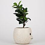 Ficus Plant In Cream White Ceramic Pot