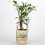 Ficus S Shaped In Basket Style Ceramic Pot