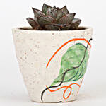 Haworthia Plant In White Ceramic Pot