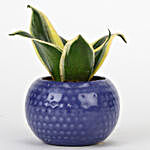 MILT Sansevieria Plant In Designer Blue Ceramic Pot