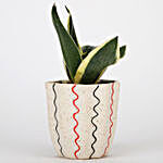 MILT Sansevieria Plant In Designer Ceramic Pot