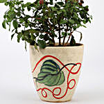 Murraya Plant In Printed Ceramic Pot