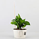 Money Plant With Your Personalised Picture
