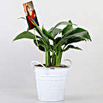 Peace lily Plant With Your Personalised Picture