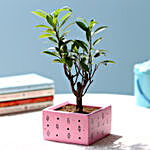 Ficus I Shaped Plant In Pink Concrete Pot