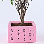 Ficus I Shaped Plant In Pink Concrete Pot
