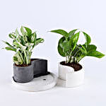 Foliage Plants Combo In Yin Yang Concrete Pots