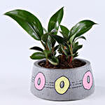 Red Philodendron Plant In Cavern Concrete Pot