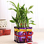 2 Layer Lucky Bamboo With Dairy Milk Chocolates