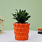 Dracaena Plant In Orange Ceramic Pot
